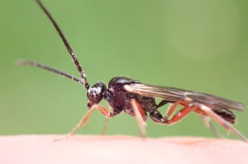 Réf. 293 640 : Phygadeuontinae inconnu
